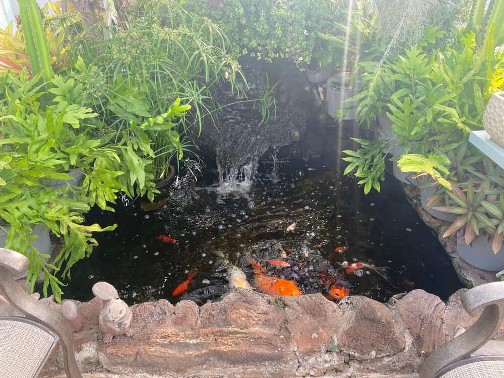 Koi pond in front of the cacayorin care home for patients to relax and enjoy watching the fish.